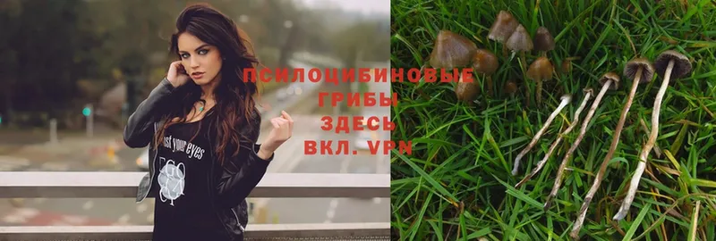 Галлюциногенные грибы Magic Shrooms  Нолинск 